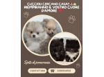 Cuccioli Spitz di Pomerania
