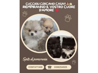 Cuccioli Spitz di Pomerania