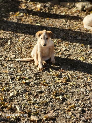 CUCCIOLI IN ADOZIONE - Foto 8