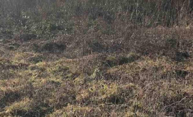 Immobile in asta di 2 m² in vendita a Gazzola - Foto 4