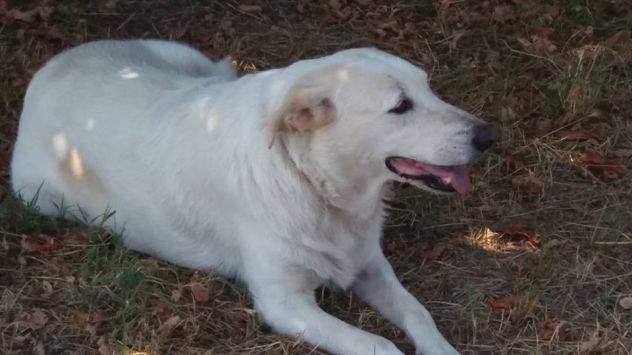 ARTU' E GINEVRA, due meravigliosi cani - Foto 5