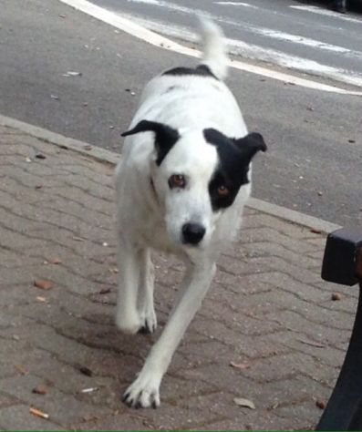 PERRY, adozione urgente per questa cagnolina - Foto 3