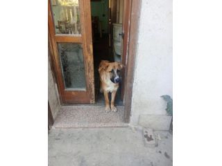 CUCCIOLI