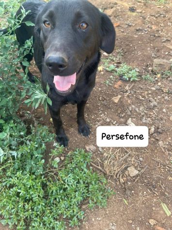 Persefone simil labrador - Foto 6