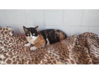 Olimpia gattina