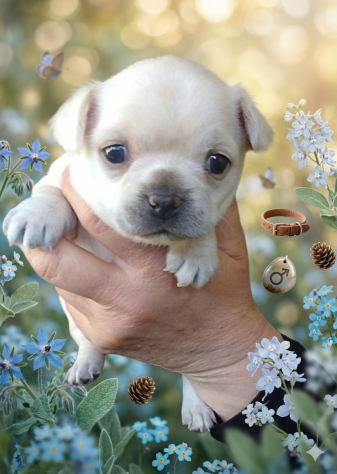 Cuccioli di chihuahua - Foto 7