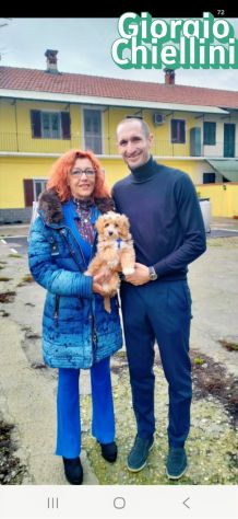 Cuccioli barboncino toy red e neri italiani - Foto 4