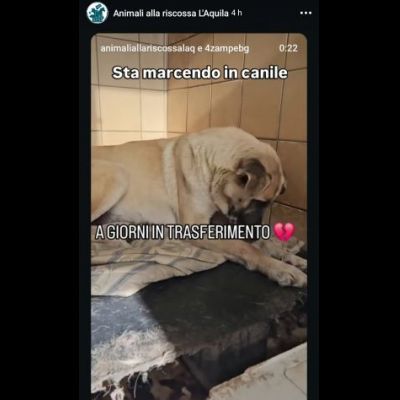 OMBRA ADORABILE CAGNOLONA IN ADOZIONE - Foto 9