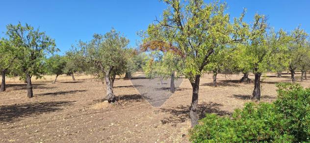 Terreno in vendita a Noto - Foto 3