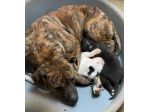 KARIN E I SUOI CUCCIOLI KURT E KELLY,  CANI IN ADOZIONE