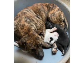 KARIN E I SUOI CUCCIOLI KURT E KELLY,  CANI IN ADOZIONE