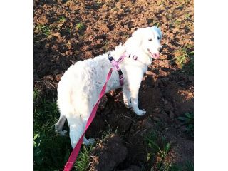MUFFIN, cane bellissimo ed affettuoso