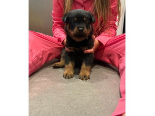Stupendi cuccioli di Rottweiler