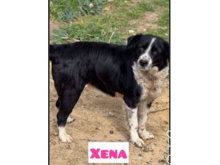 LARA E XENA incrocio border collie, giovani cagnoline in adozione