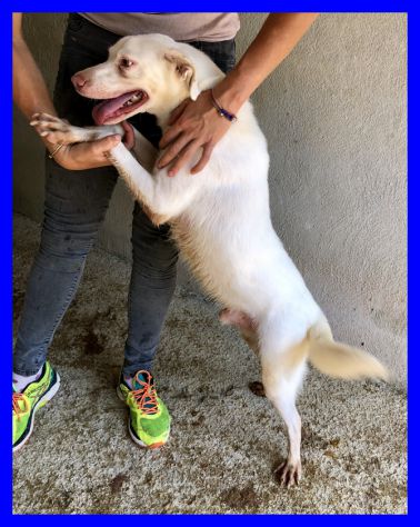 WAFER,DOLCISSIMO SIMIL LABRADOR CERCA CASA - Foto 2