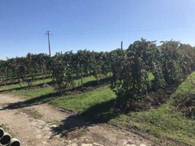 Terreno di 18000 m² in vendita a Carpi - Foto 15
