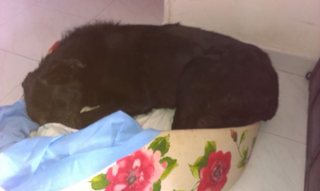 BOMBOLA, buonissima con tutti - Foto 3