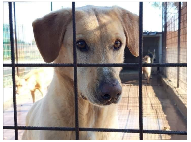 Jack portato in canile(lager!!)dal padrone 6ANNI FA! LEGGETE!SOS AGRIGENTO - Foto 2