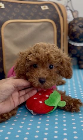 BARBONCINI RED CUCCIOLI TOY - BARBONCINO CUCCIOLI pag rateizzabile - Foto 2