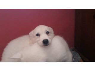 Cuccioli di pastore svizzero