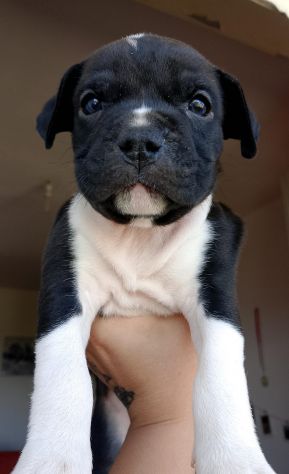 CAGNOLINE - Foto 2