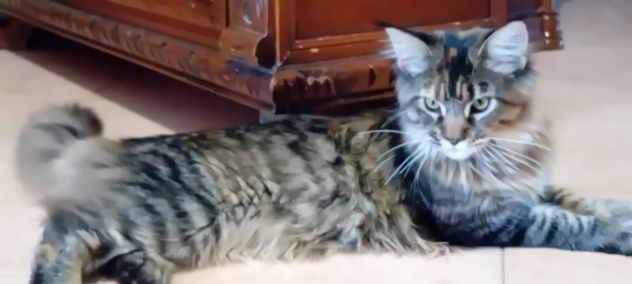 MAINE COON CUCCIOLA - Foto 3