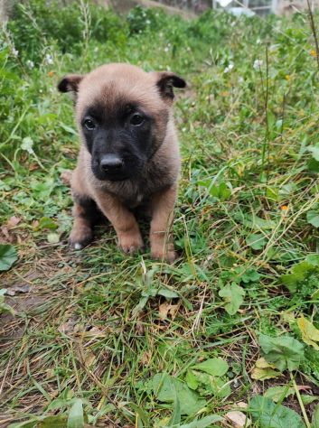 Pastore Belga Malinois cuccioli a Bari in Puglia - Foto 2