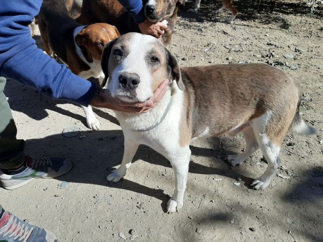 DOLCI CAGNOLINI TALGIA MEDIO GRANDE IN REGALO - Foto 6
