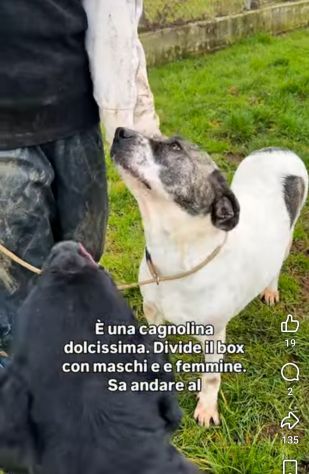 NAIROBI ADORABILE COCCOLONA CANE IN ADOZIONE - Foto 5
