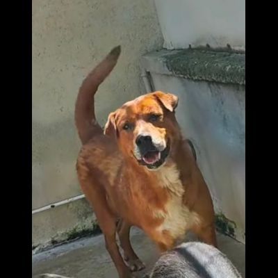 HACKITO, CUORE GRANDE, SALVIAMOLO DAL CANILE, CANE IN ADOZIONE. - Foto 5