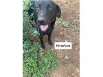 Persefone simil labrador