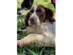 Hippy springer spaniel