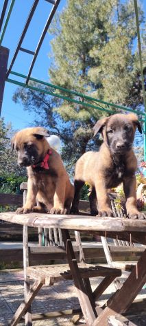 Allevamento e Cuccioli Malinois a Taranto - Foto 5