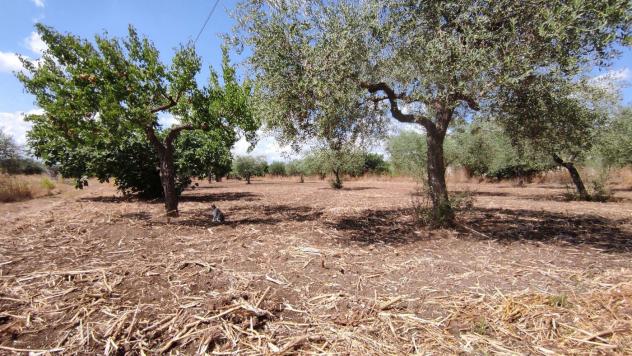 Terreno Agricolo - San Severo . Rif.: Cod. rif 3294216VCG - Foto 3