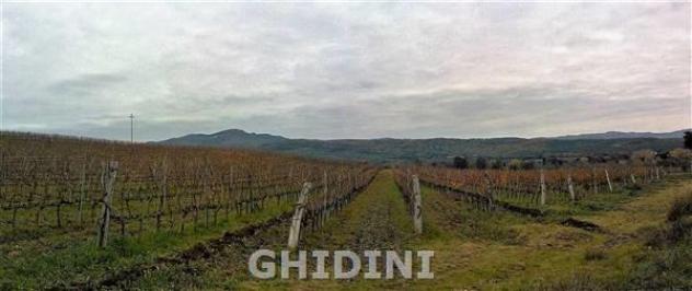 TERRENO AGRICOLO di 10 vani e di 310 mq (ROCCASTRADA - MONTEMASSI) rif. 1891.260M - Foto 20
