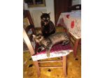 Si danno in adozione a Bari 2 gatte.