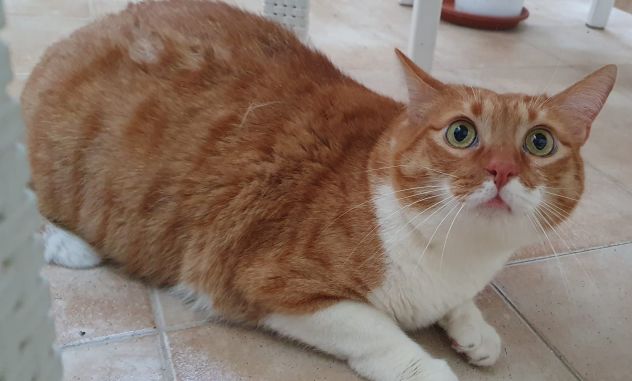 CICCIO e LUNA, maltrattati, cercano serenità - Foto 3