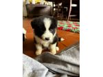 Cuccioli border collie alta genealogia