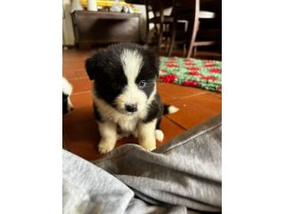 Cuccioli border collie alta genealogia