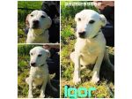 Cagnolini in adozione futura tg. medio contenuta cercano una famiglia per sempre