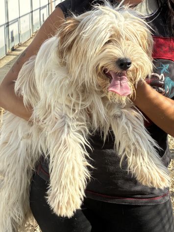 Perla, cucciola maltese - Foto 3
