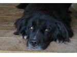 CANE IN ADOZIONE: NADAL, adorabile tenerone.