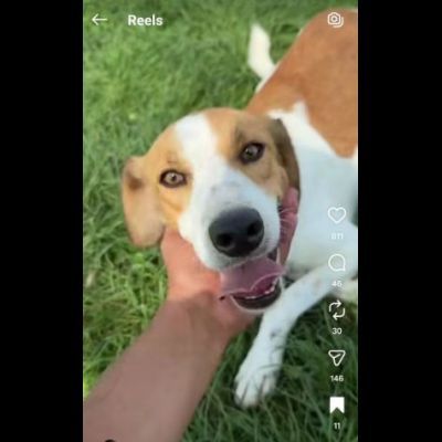 I CUCCIOLI DIMENTICATI ZACK e ZELDA tg medio contenuta, cane in adozione