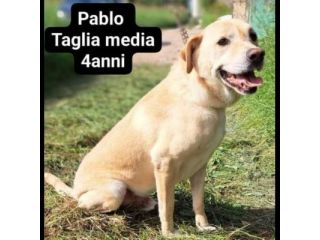 Cagnolini in adozione: RINGO ROMOLA BELLA FREDDY PABLO MONDO