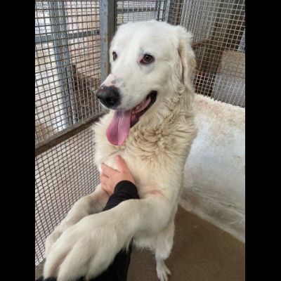 OMAR ADORABILE CUORE DI PANNA CANE IN ADOZIONE - Foto 5