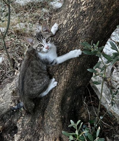 Gnocco gattino