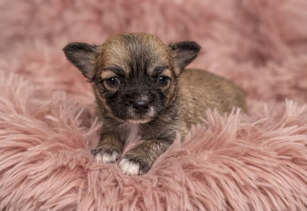 Dolcissimi chihuahua pedigree enci - Foto 3