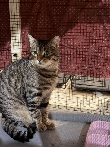 TIGRO, tenero gatto in adozione! - Foto 5