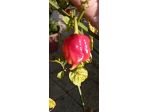 Peperoncini Carolina Reaper, ecc...Semi.....