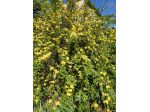 10 talee - Jasminum nudiflorum  Gelsomino di san Giuseppe, gelsomino d'inverno,